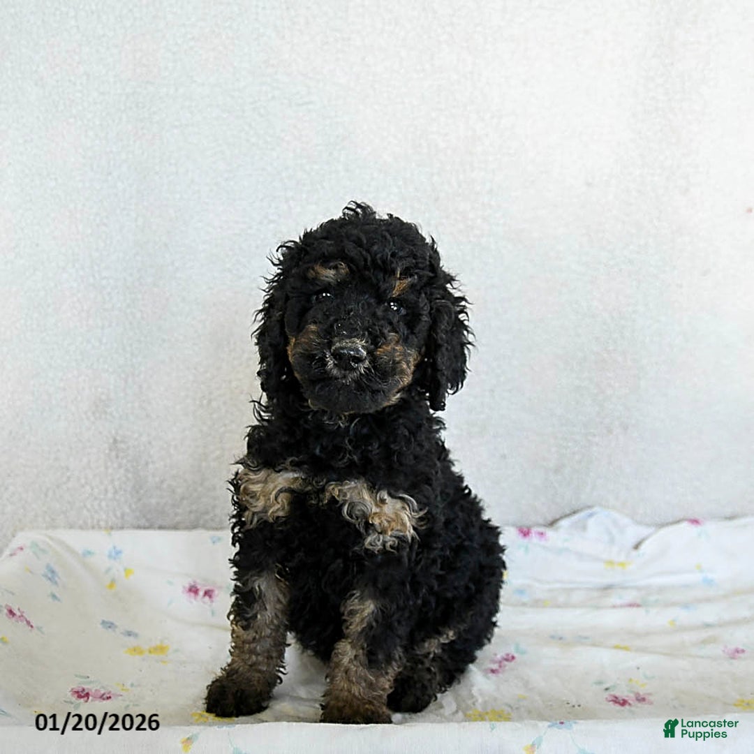 Standard Poodle dogs for sale: Marshmallow - Ad 3