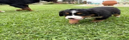Bernese Mountain Dog dogs for sale: Bernese Mountain Dog 1 - Ad 30