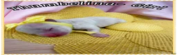 Toy Poodle dogs for sale: Tinkerbelle - Ad 6