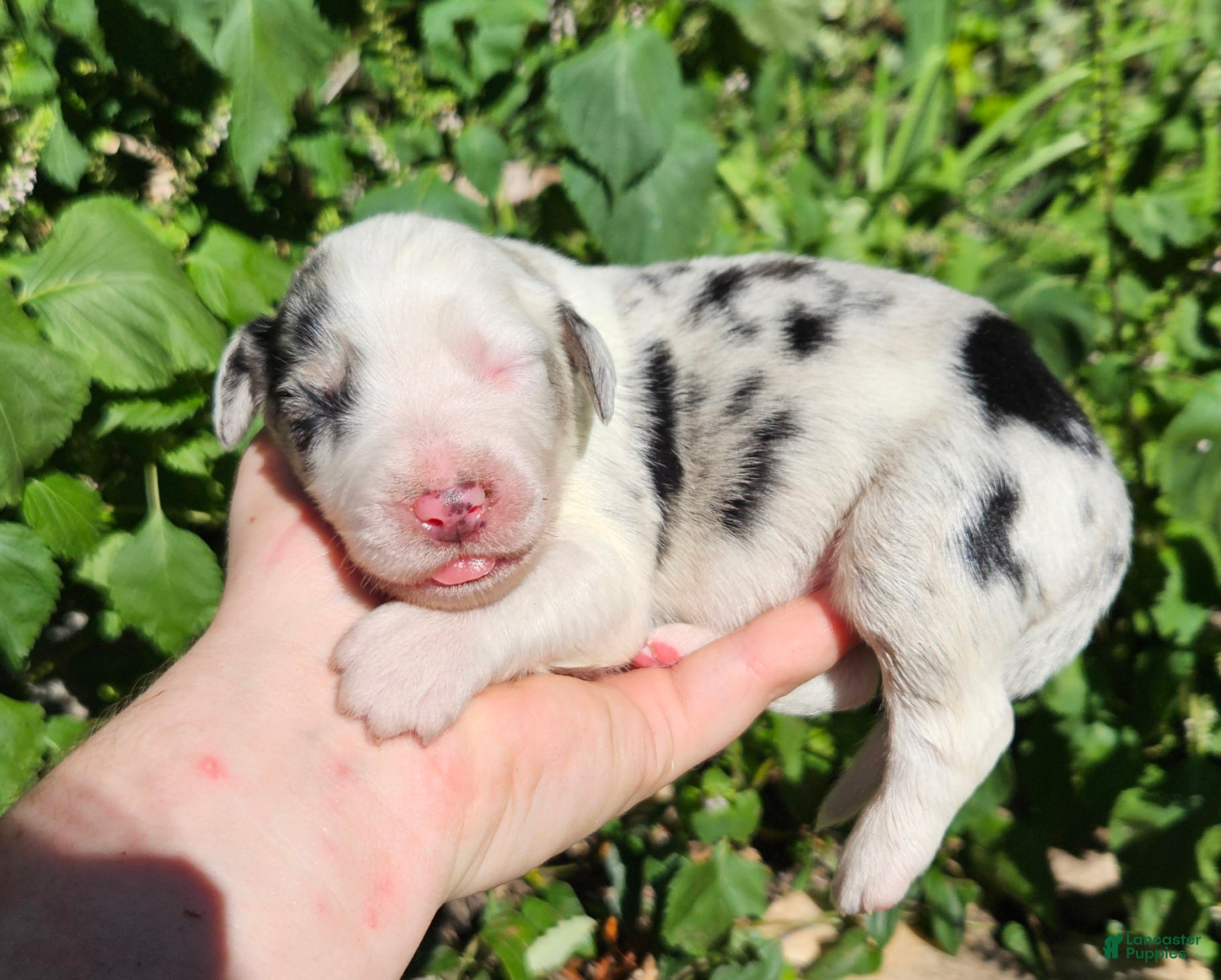 Australian Shepherd dogs Australian Shepherd 5 - Ad 6