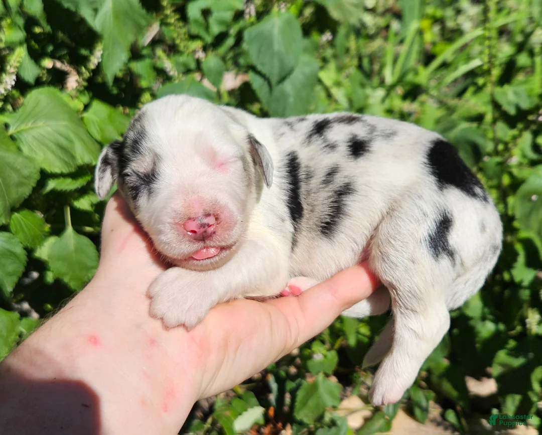 Australian Shepherd dogs for sale: Australian Shepherd 5 - Ad 1