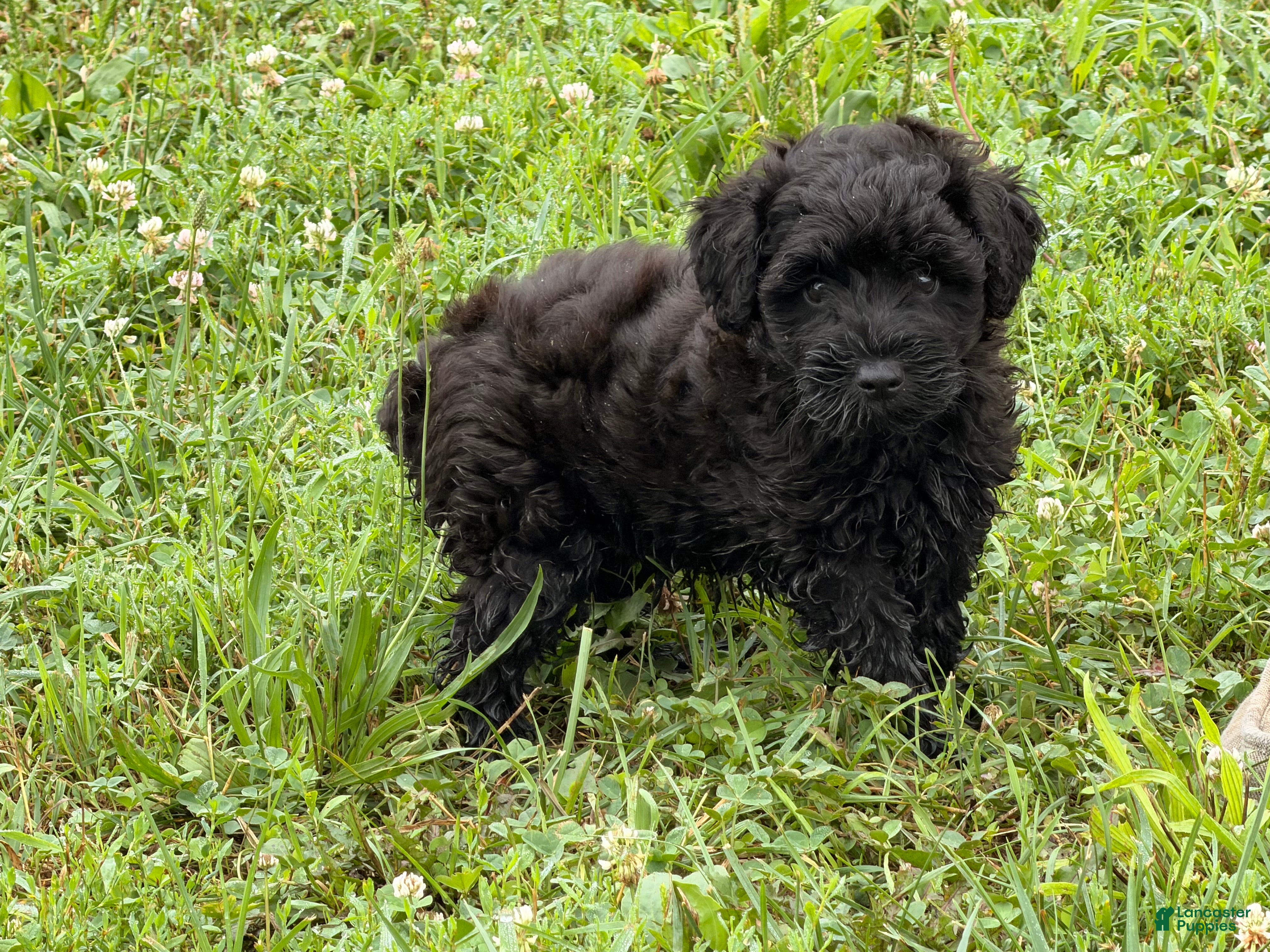 Schnoodle dogs Mike - Ad 2
