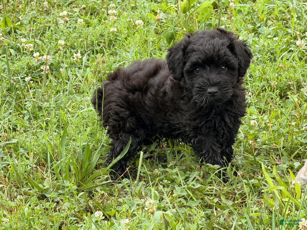 Schnoodle dogs for sale: Mike - Ad 2