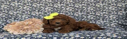 Miniature Poodle dogs for sale: Carla - Ad 5