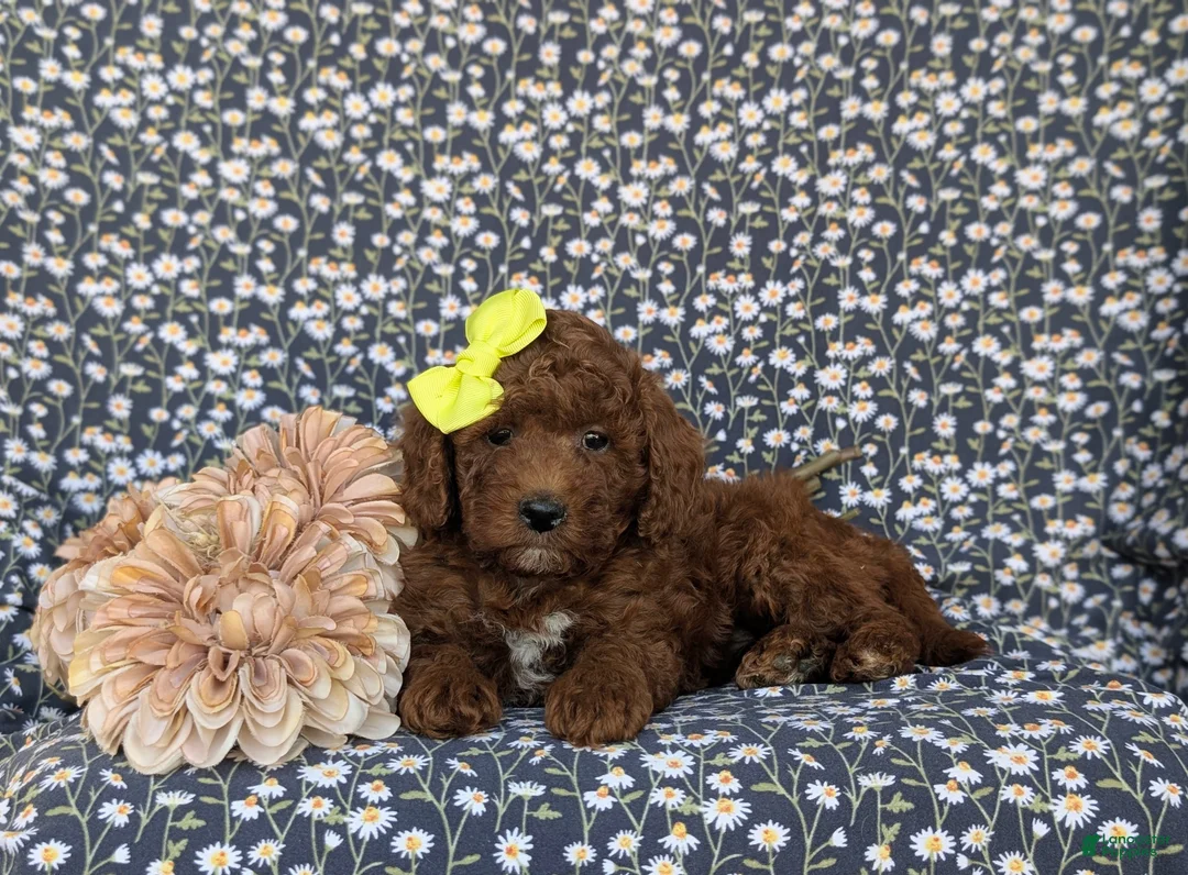 Miniature Poodle dogs for sale: Carla - Ad 5