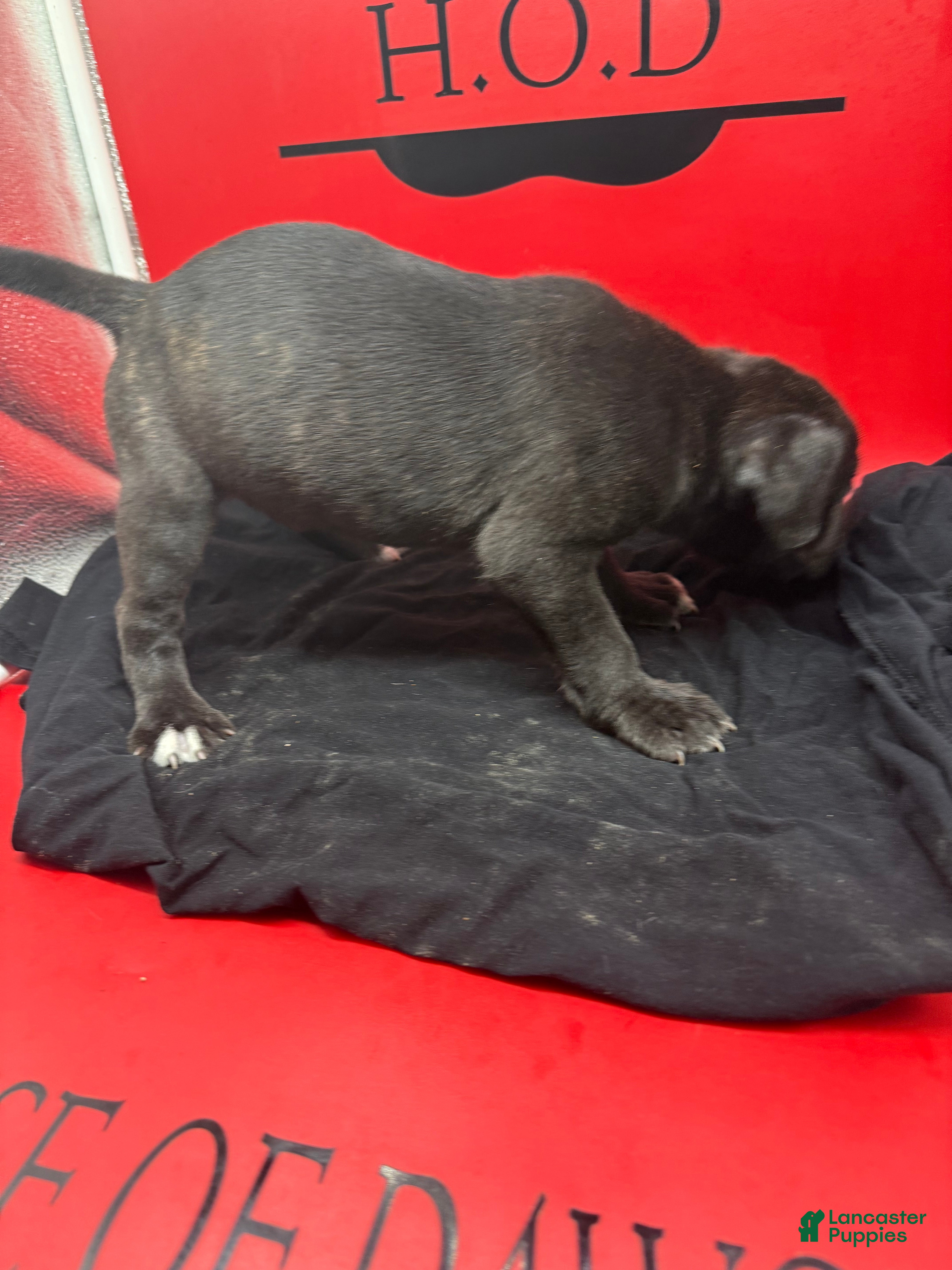 Cane Corso dogs Zara - Ad 2