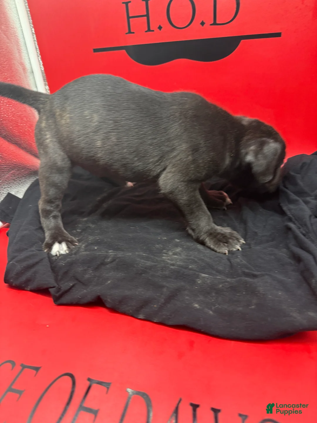 Cane Corso dogs for sale: Zara - Ad 2