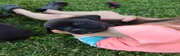 Mixed Breed dogs for sale: Peanut - Ad 7