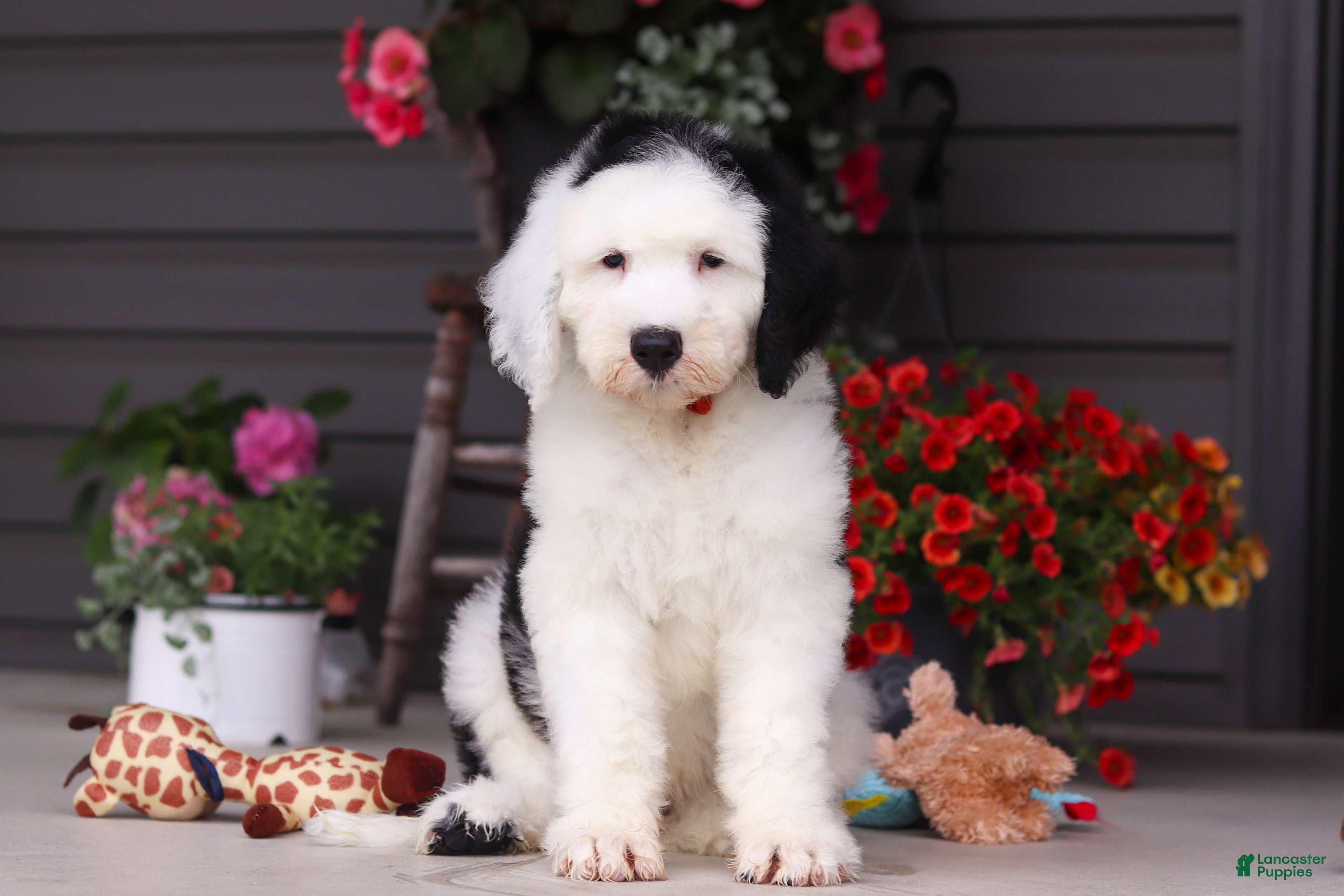 Sheepadoodle dogs Bentley - Ad 2