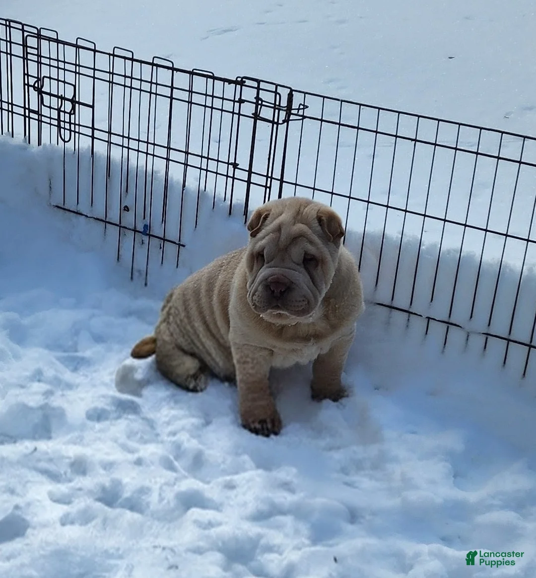 Shar Pei dogs for sale: Flurries mini  - Ad 9