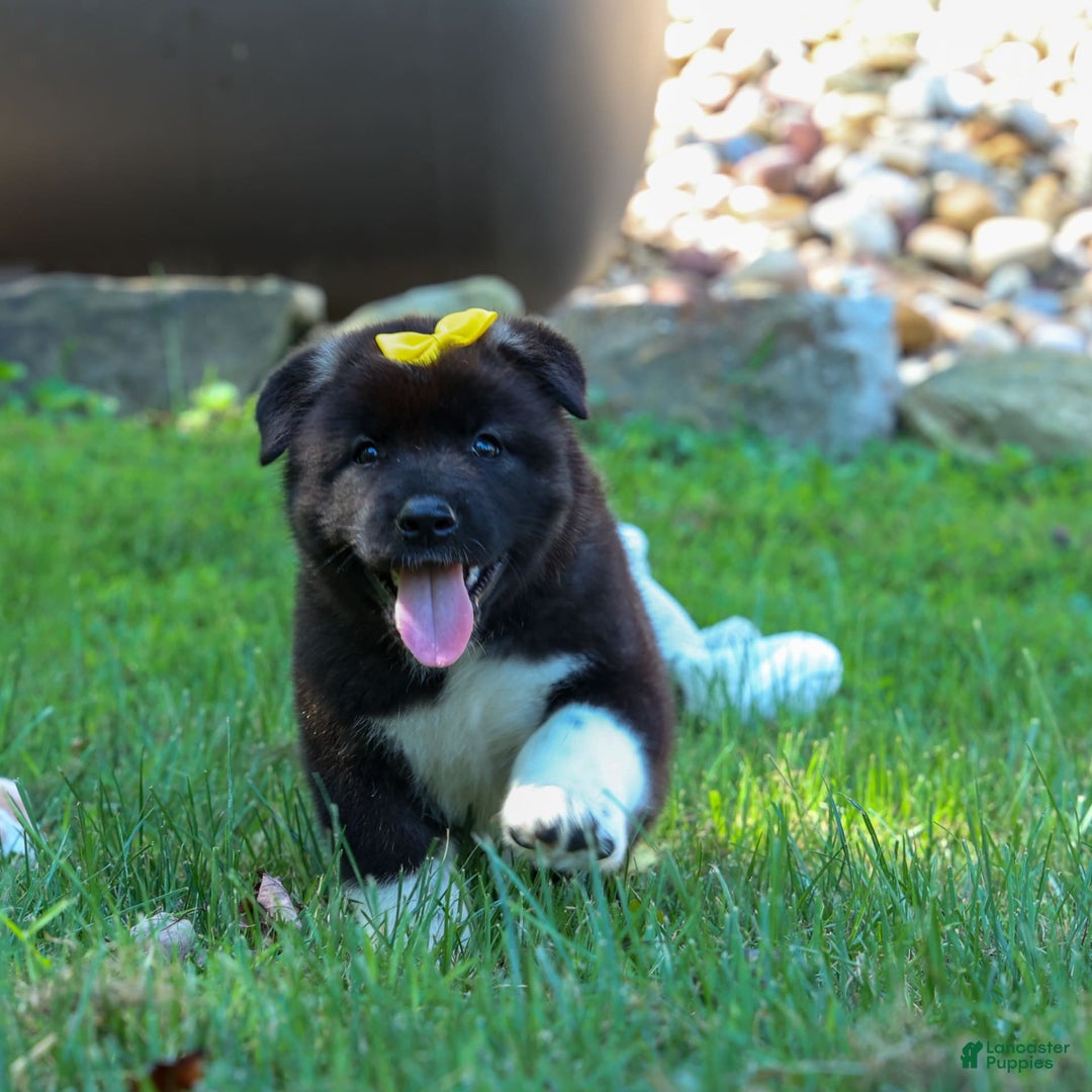 Shiba Inu Akita Mix Puppies For Sale Mini Akita Poodle Poodle