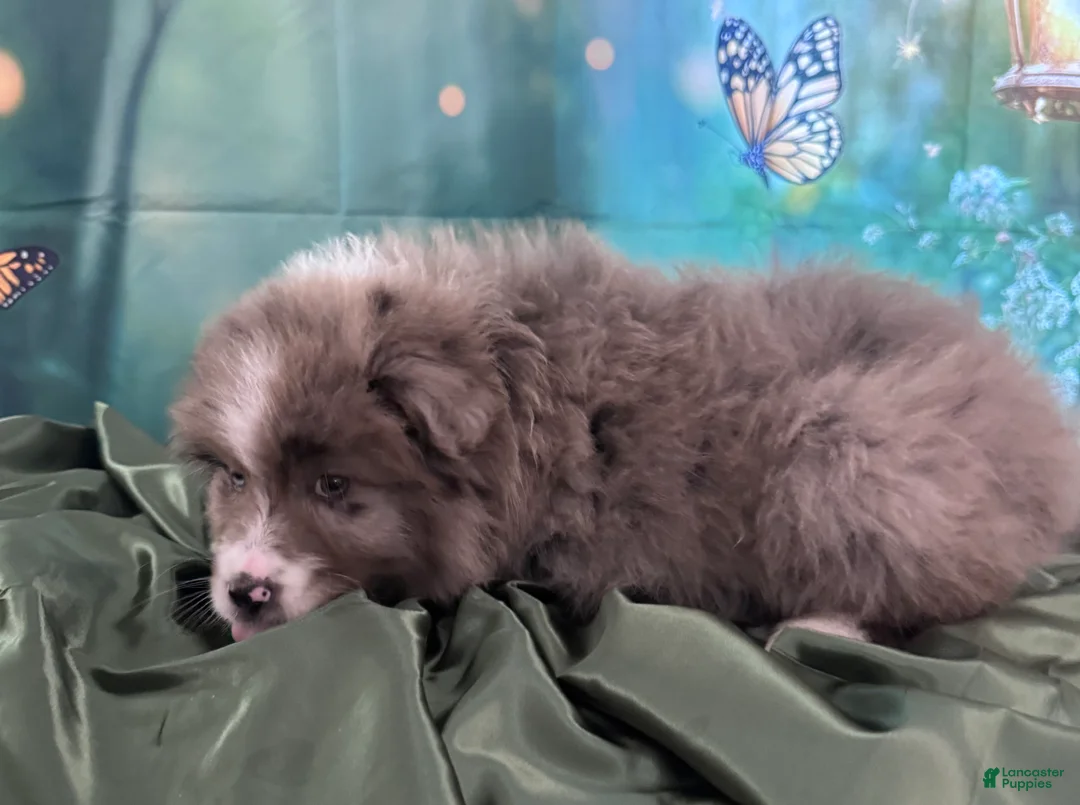 Australian Shepherd dogs for sale: Standard Australian Shepherd Puppy - Lime Green Collar - Ad 2