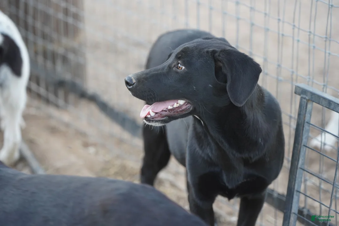 Mixed Breed dogs for sale: Jet Tiscar Farm Dog - Ad 56