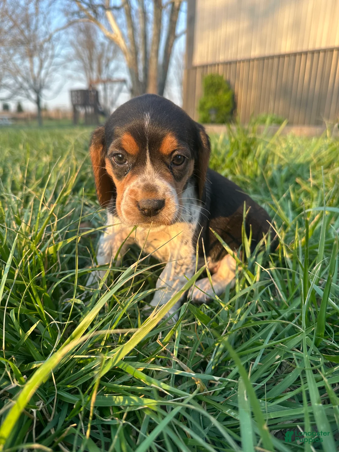 Beagle dogs for sale: Daisy - Ad 3