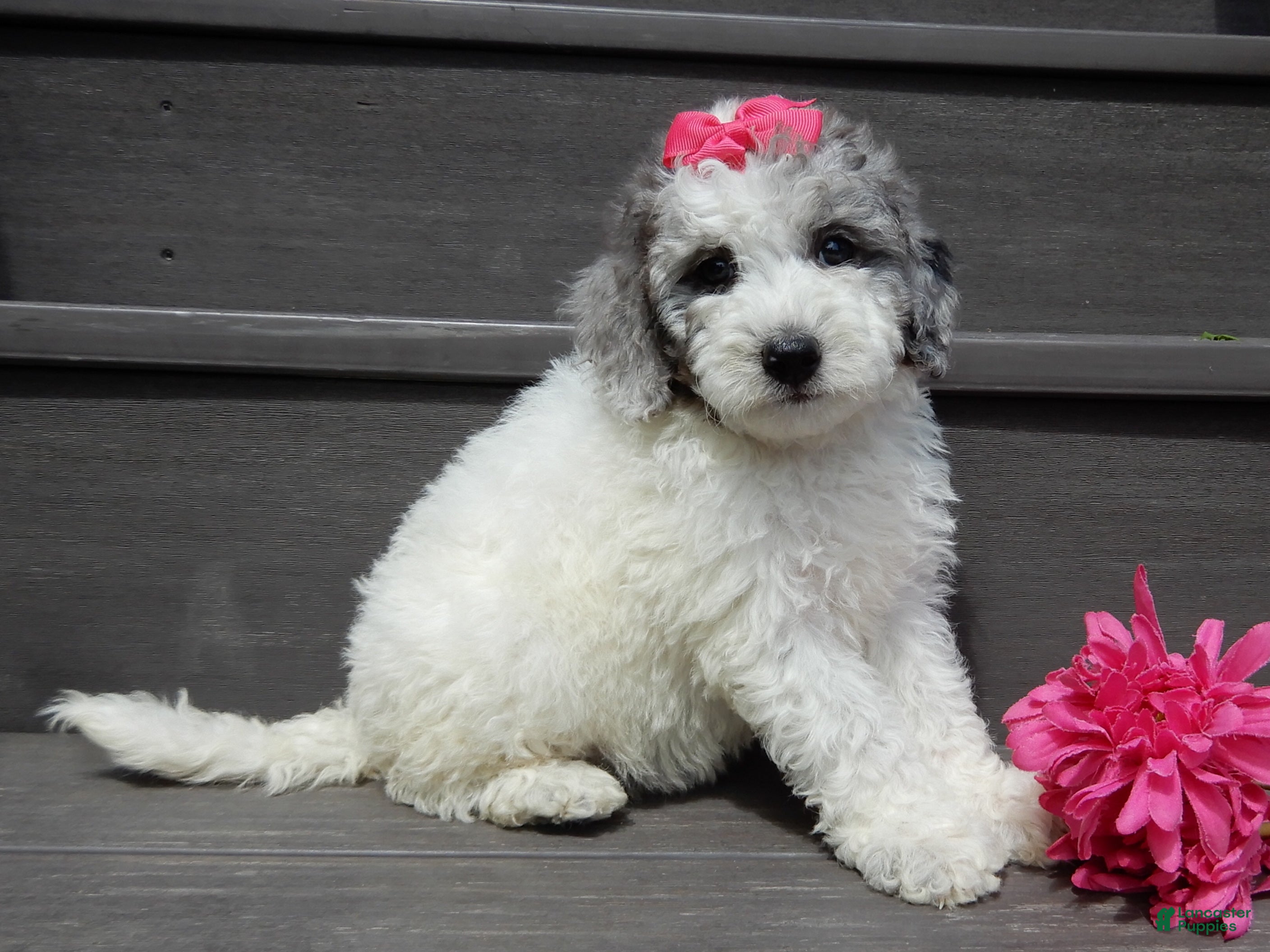 Sheepadoodle dogs Emmy-MEDIUM - Ad 2