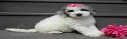Sheepadoodle dogs for sale: Emmy-MEDIUM - Ad 2