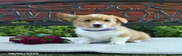 Welsh Corgi Pembroke dogs for sale: Regina - Ad 3