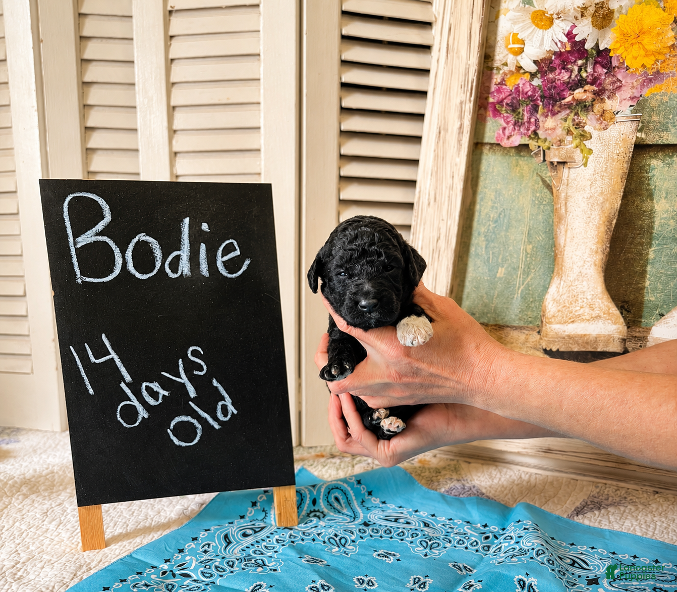 Standard Poodle dogs Bodie - Ad 2