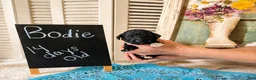 Standard Poodle dogs for sale: Bodie - Ad 2