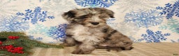 Mini Bernedoodle dogs for sale: Blitz - Ad 23