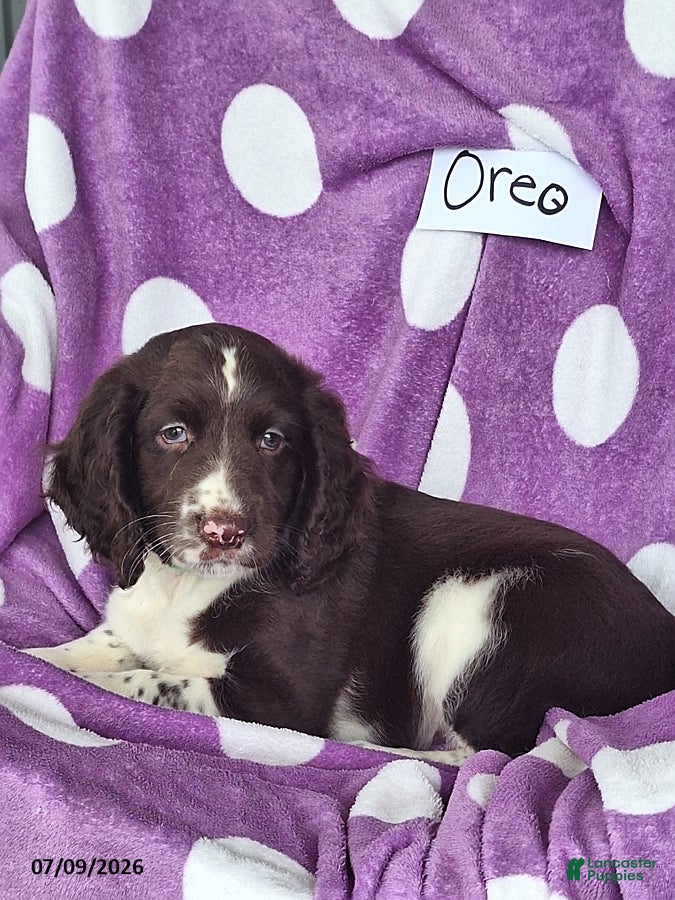 English Springer Spaniel dogs Oreo - Ad 2