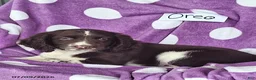 English Springer Spaniel dogs for sale: Oreo - Ad 2
