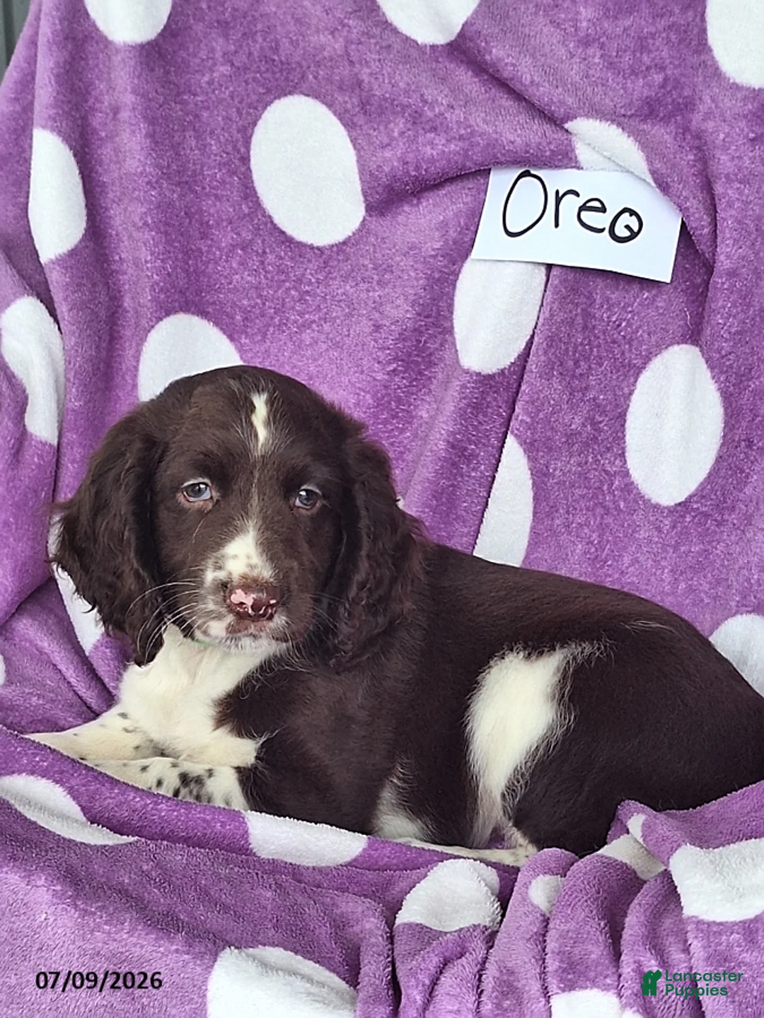 English Springer Spaniel dogs for sale: Oreo - Ad 2