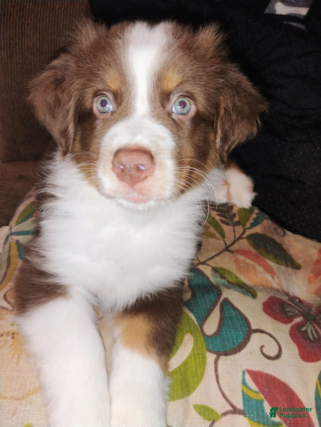 Australian Shepherd dogs for sale: Ridge - Ad 1