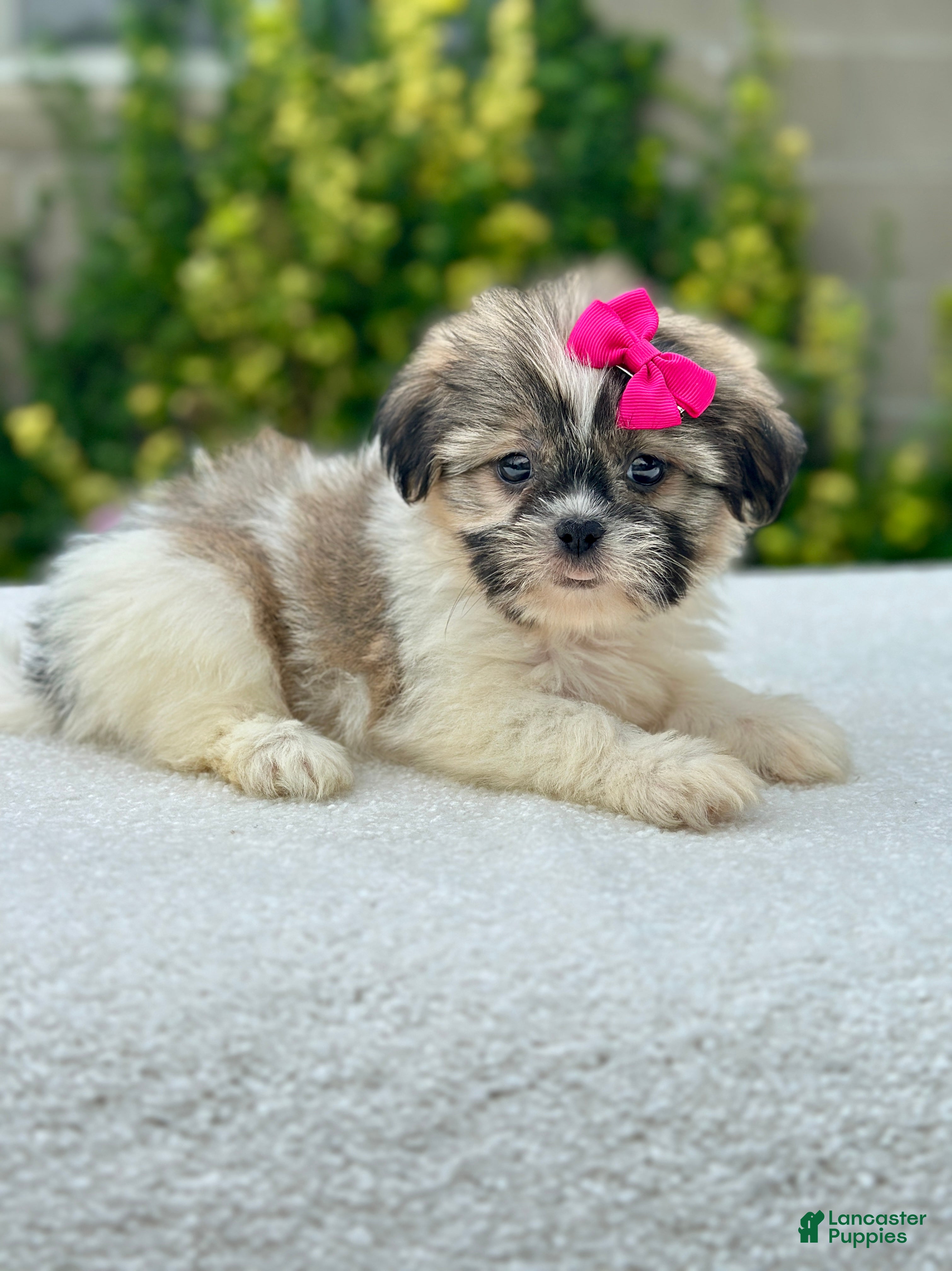 Shih Tzu dogs Girl Remy - Ad 1