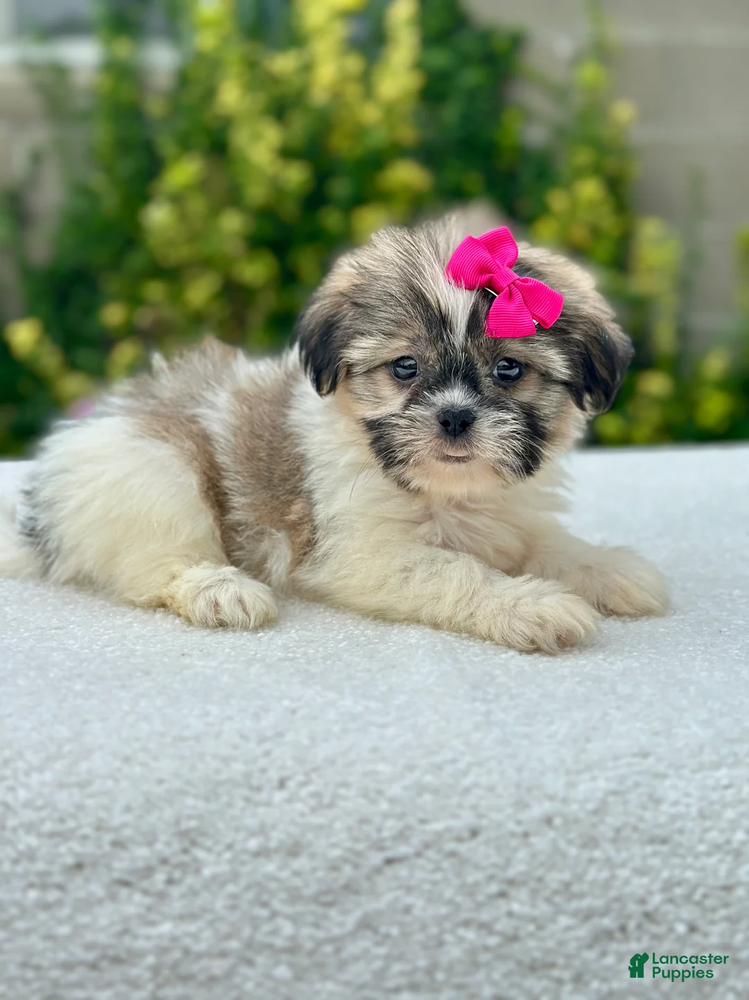 Shih Tzu dogs for sale: Girl Remy - Ad 1