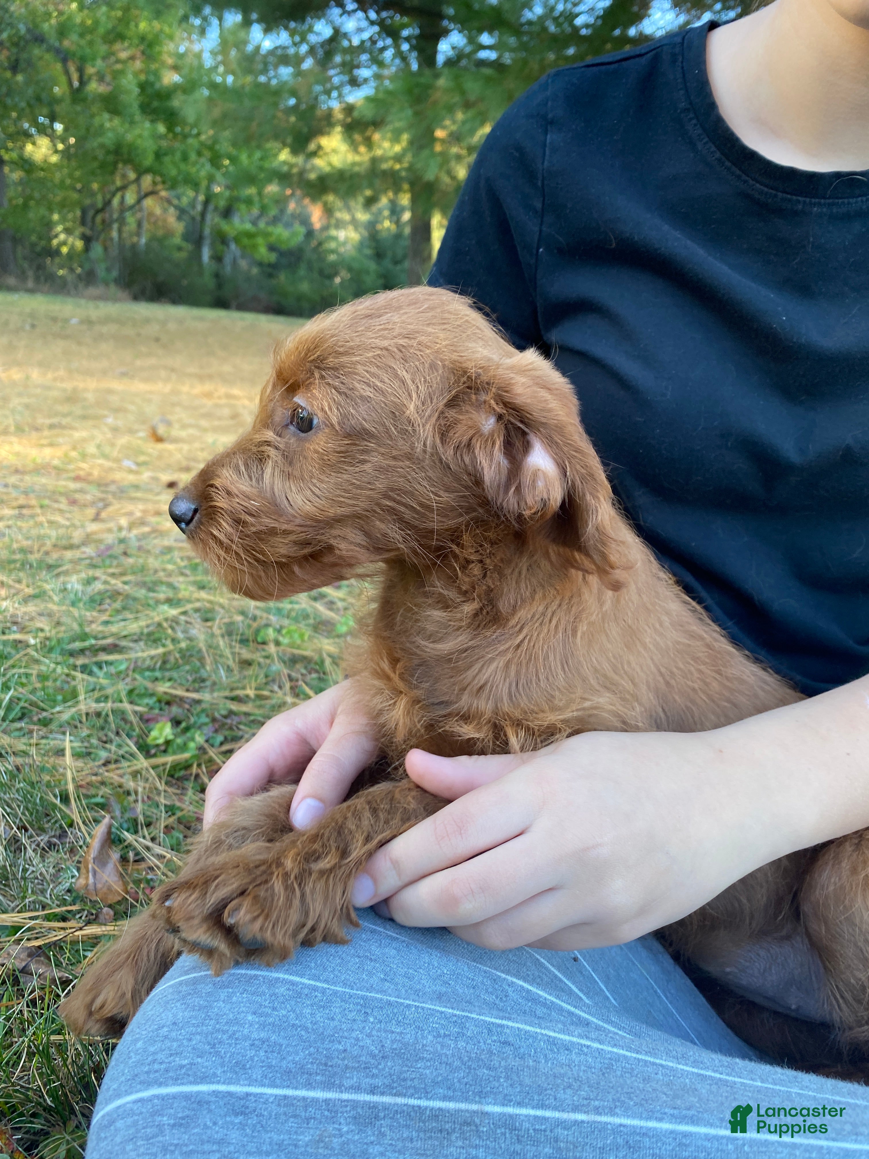 Miniature Labradoodle dogs for sale: Georgia-mini red F1b - Ad 2