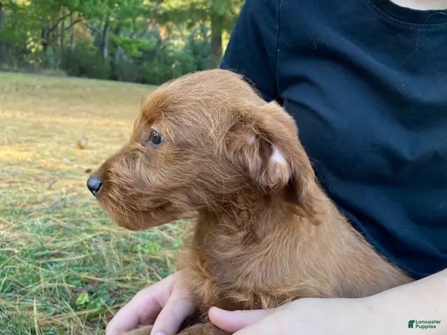 Miniature Labradoodle dogs for sale: Georgia-mini red F1b - Ad 2