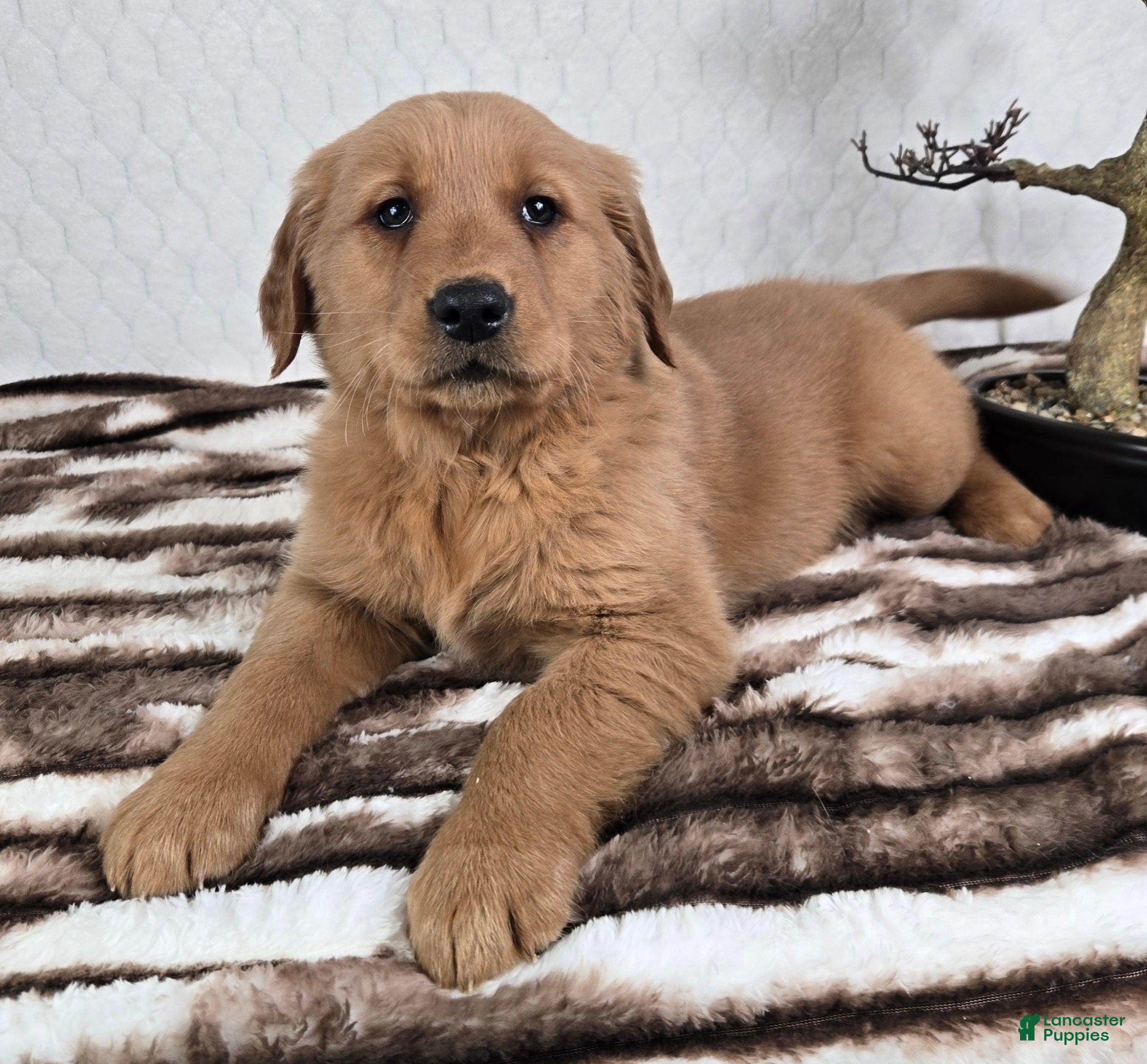 Golden Retriever dogs Graham  - Ad 25