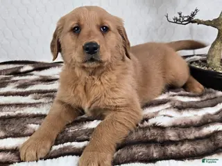 Golden Retriever dogs Graham - Ad 25