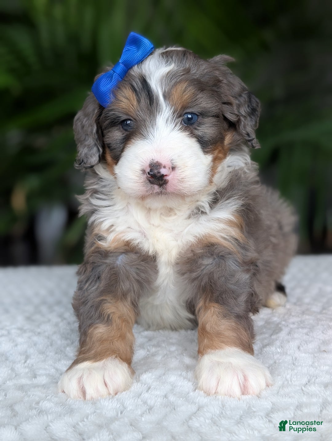 Mini Bernedoodle dogs for sale: Mini Riley  - Ad 9