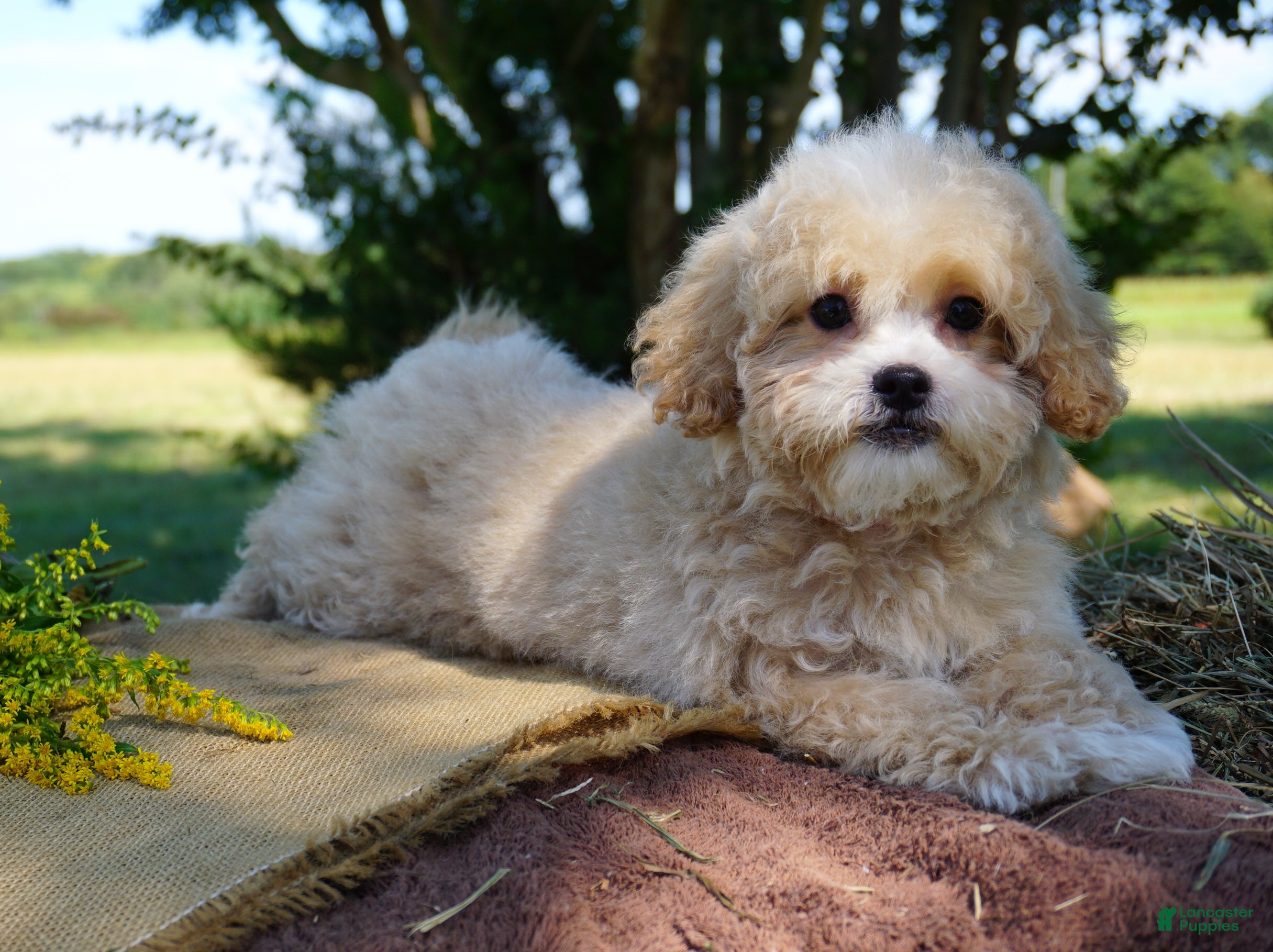 Shihpoo Dog Shih Poo Health Poo Puppies Shih Poo Health Problems