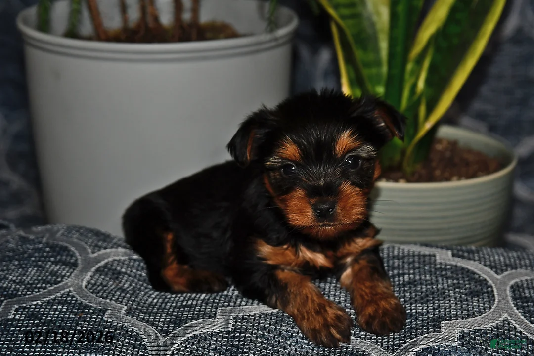 Yorkshire Terrier dogs for sale: Georgia - Ad 1