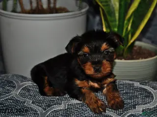 Yorkshire Terrier dogs for sale: Georgia - Ad 3