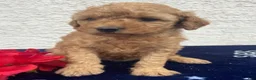 Miniature Poodle dogs for sale: Milo - Ad 3
