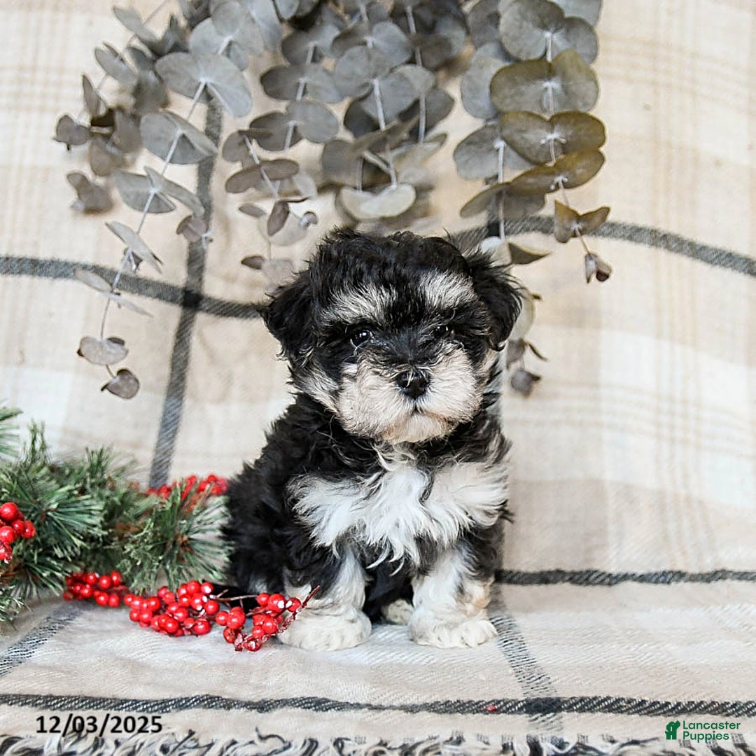 Maltipoo dogs for sale: Dallas - Ad 2