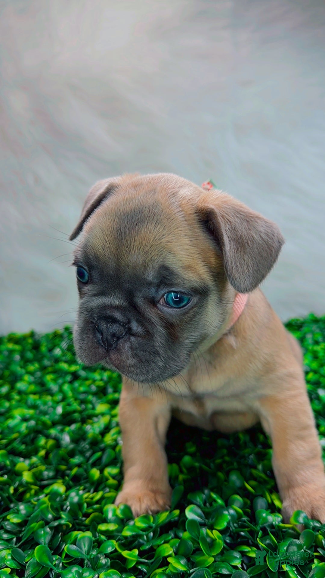 French Bulldog dogs for sale: MONNET - Ad 9