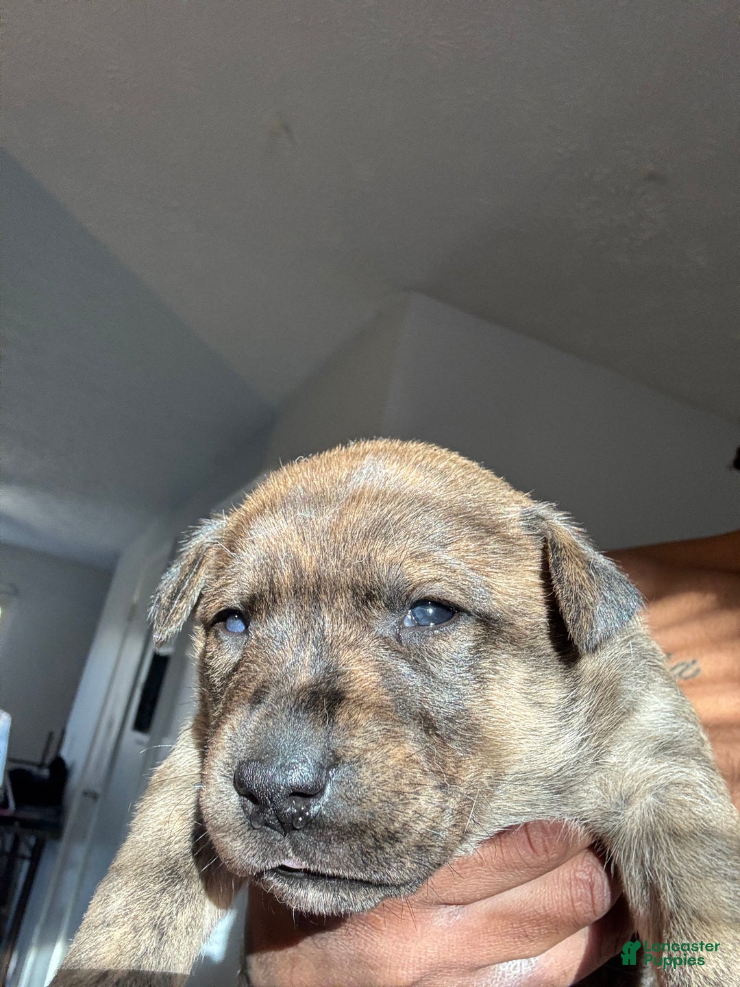 Mixed Breed dogs for sale: Mixed Breed Puppy 2 - Ad 3