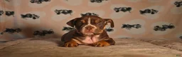 English Bulldog dogs for sale: Athena - Ad 1