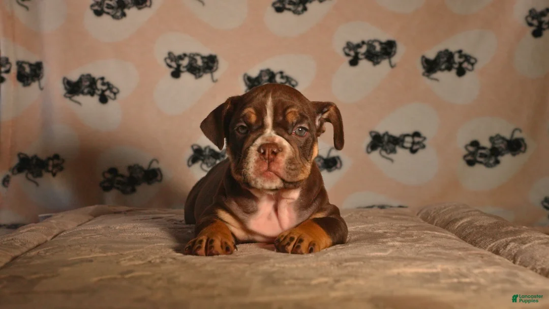 English Bulldog dogs for sale: Athena - Ad 1