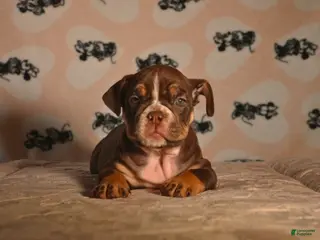 English Bulldog dogs for sale: Athena - Ad 1