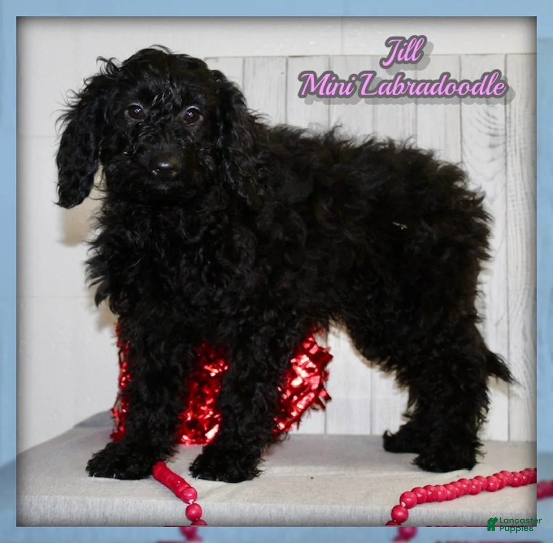 Miniature Labradoodle dogs for sale: Jill - Ad 1