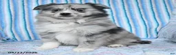 Pomsky dogs for sale: Crystal - Ad 4