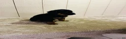 Rottweiler dogs for sale: Rottweiler 1 - Ad 6