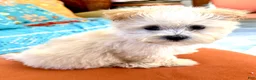 Maltipoo dogs for sale: Maltipoo 1 - Ad 4