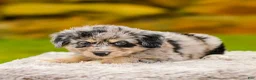 Mini Aussiedoodle dogs for sale: Harper - Ad 8